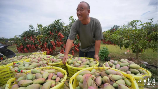 乐东贵妃芒喜迎丰收季 特色农业助力乡村振兴